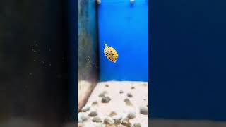 Yellow Boxfish boxfish cowfish reef life coral love fish reefkeeping saltwateraquariumcute [upl. by Assin792]