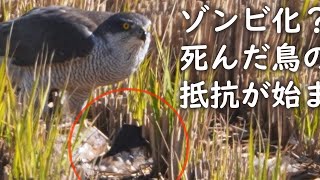 オオタカの捕食🦅死んだカモが凄い🦆閲覧注意後編wiping reflex [upl. by Suiramed]