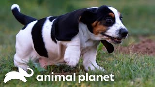 Basset Hound Puppies Play Hide and Seek With a Hamster  Too Cute  Animal Planet [upl. by Kinnon]