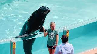 Sealion full show at Seaworld viral video youtube orlando viralvideo [upl. by Ahsenad]