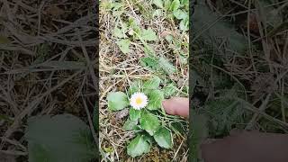 English Lawn Daisy on the Olympic Peninsula [upl. by Edan]