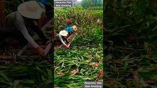 New Technique for sorghum harvesting in China agrotechnology sorghum harvesting farming China [upl. by Ostraw172]