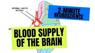 2Minute Neuroscience Blood Supply of the Brain [upl. by Sidalg]