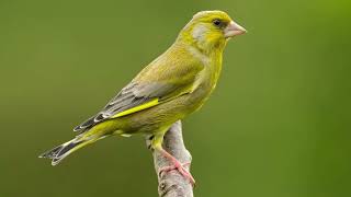 Greenfinch call [upl. by Malinin]