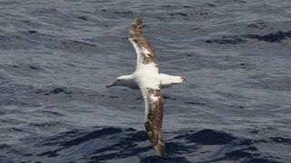 Dynamic Soaring How the Wandering Albatross Can Fly for Free [upl. by Aicel]