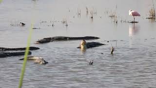 Several gators at Teal pond at Brazoria Wildlife Refuge pt 2 [upl. by Tennaj192]