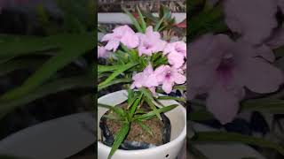 Allamanda Plant plantsdecor homegarden plants happygardening [upl. by Siugram477]