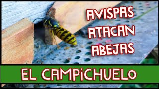 Avispas asesinas CHAQUETA AMARILLA [upl. by Ley375]