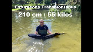 Esturgeons Transmontanus 210 cm 55 Kg [upl. by Mclyman]