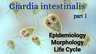 Giardia intestinalis Habitat Epidemiology Morphology Life Cycle  Giardia lamblia [upl. by Niroht133]