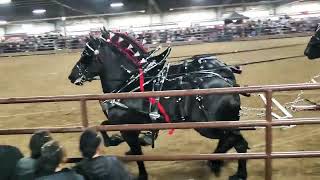 Percheron 6 horse hitch Red Oak Percherons at 2022 Gordyville Draft horse sale [upl. by Siblee306]