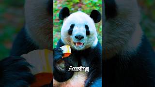 Panda eatingbabyanimals adorablepanda beautifulpanda [upl. by Yarod704]