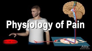 Physiology of Pain Animation [upl. by Ydennek]