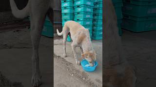 Recovered from skin diseased dogs streetdogslife streetdog streetdogshelp doglover [upl. by Shuman]