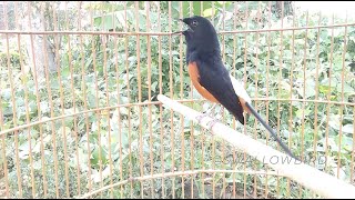 White Rumped Shama song bird sings [upl. by Ihp229]