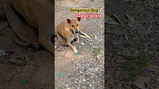 Dangerous Dog ever l dangerdog dog mostdangerous pitbull doglover pitbulldog rottweiler yt [upl. by Paul270]