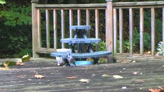 Chipmunk attacks Blue Jay [upl. by Chloris213]