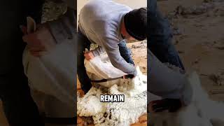 Master of Shearing The Art of Harvesting Wool with Precision and Care ExpertShearer shorts facts [upl. by Eveivaneg87]