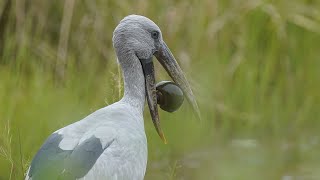 Open bill stork feeding on shell molluscs at Tadoba Andhari Tiger Reserve [upl. by Wiersma]