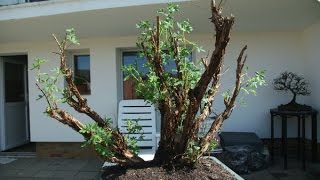 Potentilla fruticosa Bonsai  Shrubby Cinquefoil Potentilla Tundra Rose [upl. by Ybba]