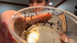 INTRODUCING ISOPODS [upl. by Kolnos652]