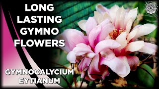 Long Lasting Gymnocalycium Flowers  Cactus amp Succulent Collection [upl. by Parfitt160]