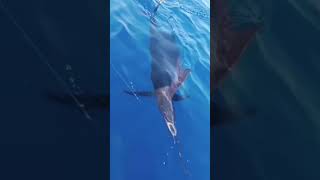 Catch a very big IndoPacific sailfish maldives fishing sea [upl. by Eicaj]