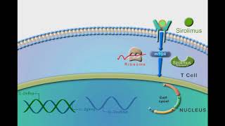 General Immunosuppressants animation video [upl. by Piegari223]