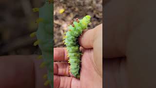 North Americas Largest Moth 🦋the Cecropia Moth facts shorts nature wildlife [upl. by Yalhsa]