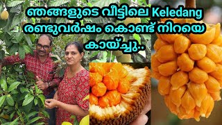 ഞങ്ങളുടെ വീട്ടിലെ Keledang രണ്ടു വർഷം കൊണ്ട് നിറയെ കായ്ച്ചു keledang fruit [upl. by Eugeniusz]