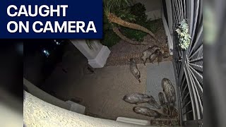 Camera captures javelina squadron outside Phoenix home [upl. by Bathilda]