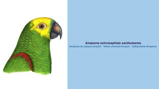 Video Encyclopedia of Parrot Species  306 Amazona ochrocephala xantholaema [upl. by Debbie]