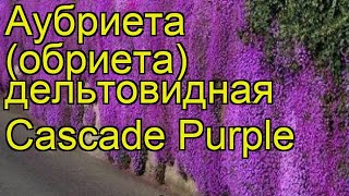 Аубриета дельтовидная Каскад Пурпл Краткий обзор описание aubrieta deltoidea Cascade Purple [upl. by Ajan708]