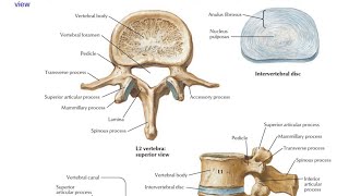 Lumbar vertebrae in Hindi [upl. by Jefferey]