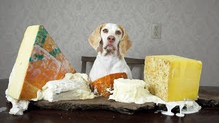 Dog Makes Cheese Platter Funny Dog Maymo [upl. by Ynohtnad]