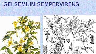 GELSEMIUM SEMPERVIRENS  ΑΝΤΙΜΕΤΩΠΙΣΗ ΟΞΕΩΝ ΚΑΤΑΣΤΑΣΕΩΝ ΜΕ ΟΜΟΙΟΠΑΘΗΤΙΚΗ [upl. by Oralla]