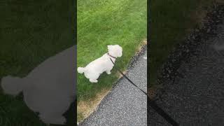 Truman the Westie goes for a walk rain has ended 😀👏 westies viralvideo viralshort dogwalk [upl. by Peursem]