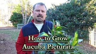 How to grow Aucuba Picturata Evergreen Variegated Shade Shrub [upl. by Bathelda]