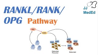 Introduction to RANKL  RANK  OPG Signaling Pathway [upl. by Anneliese545]