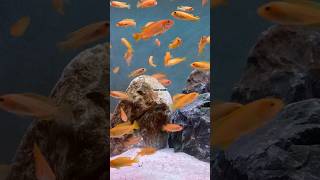 CİCHLİD BREEDİNG CHİNDONGO AFRİCAN CİCHLİDS 🆕shortvideo aquarium fishtank cichlid cichlids [upl. by Eecart584]