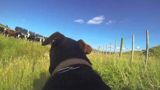 Happiest Dog in the World GoPro Farm Dog [upl. by Netsrek711]