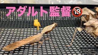 アダルト監督📹Deroplatys lobata [upl. by Fabrianne]