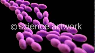 Acetobacter bacteria stock videos by science artwork [upl. by Hafirahs530]