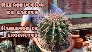 ¿Cómo reproducir un FEROCACTUS Cuidados [upl. by Tselec]