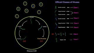 Virus Life Cycle for Different Viral Genomes dsDNA ssDNA dsRNA ssRNA  sense  sense MCAT [upl. by Buote]