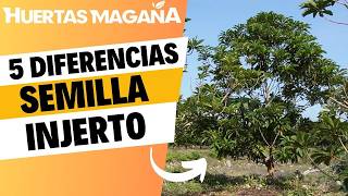 5 Diferencias entre un árbol de semilla y un árbol de injerto [upl. by Attenwad485]