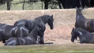 Gramayre Friesian horses playing in the dam FriesianHorsecomau [upl. by Vedi266]