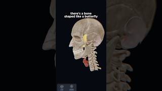 Sphenoid bone anatomy explained in 3D with VOKA Anatomy Pros 3D model [upl. by Elinad272]