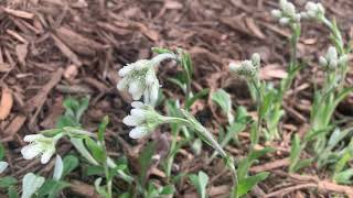 Antennaria plantaginifolia [upl. by Travis858]