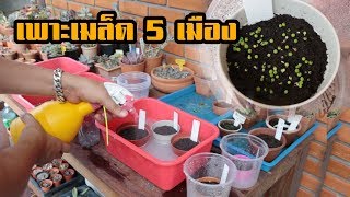 เพาะเมล็ด 5 เมือง Seed EP1 [upl. by Esiouqrut693]